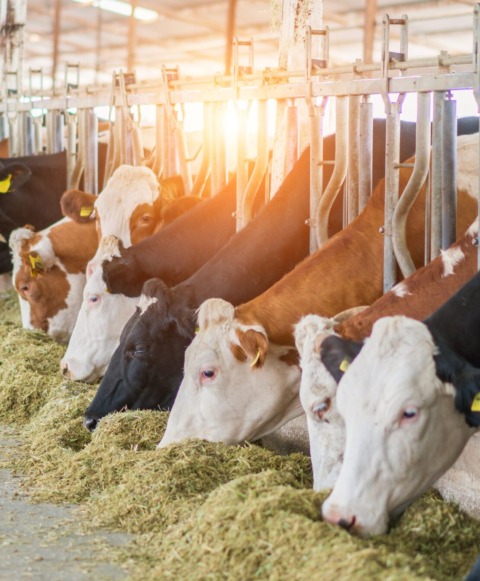 Verlies Aan Droge Stof Verlies Aan Nutritionele Waarde Verminderde Smakelijkheid En Lagere Voeropname Verlies Aan Droge Stof Verlies Aan Nutritionele Waarde Verminderde Smakelijkheid En Lagere Voeropname